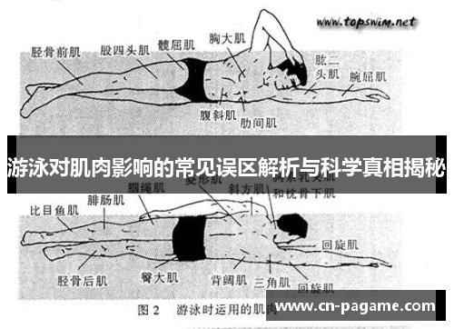 游泳对肌肉影响的常见误区解析与科学真相揭秘